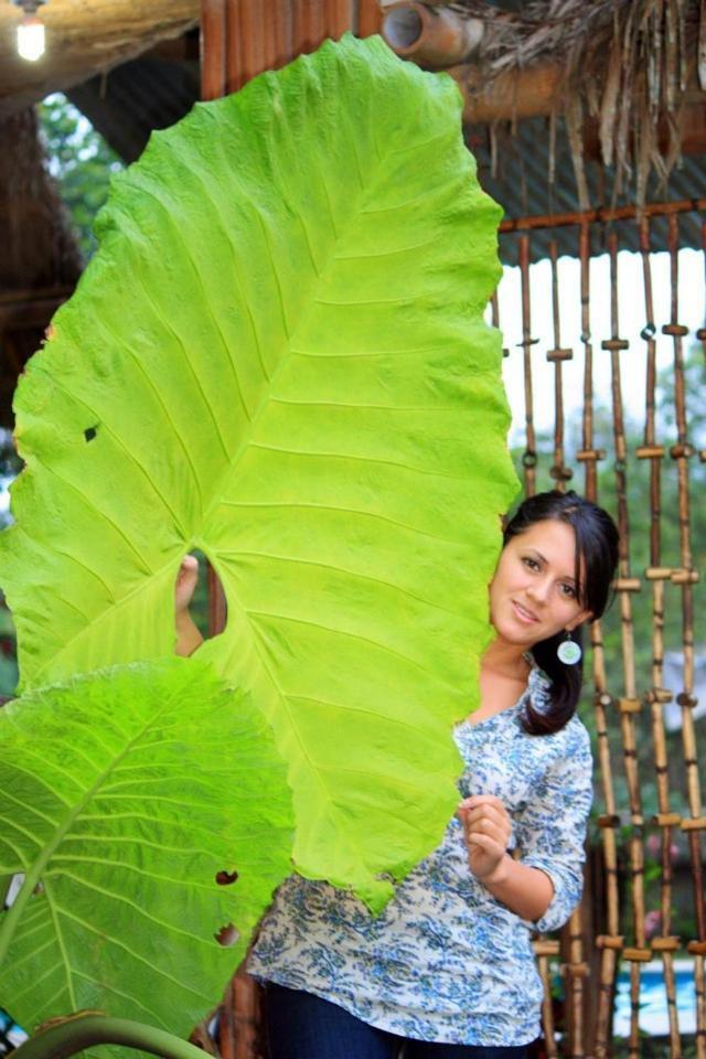 Hosteria Mindo Samay Juku Bagian luar foto